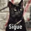 😌 ANIMALITOS CON FRASES 😎 12