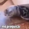Gatos fofinhos 8