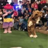 Lo mejor de TikTok 5 11