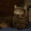 Gatinhos 2 19