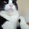 🎵 TIKTOKeando 8🎵 11