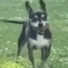 ANIMADO para você 7