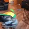 ANIMADO para você 5