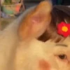 🎵 TIKTOKeando 8🎵 15