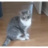 Gatos cura depresión🐱Animados▶️ 8