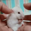 Ratitas🐭 11