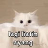 AYANG 7