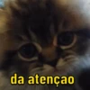 GATINHOS ANIMADOSS 8