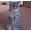 Gatos cura depresión🐱Animados▶️ 14