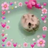 Animaizinhos 6