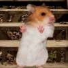 Hamsters animados 14