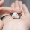 Ratitas🐭 8