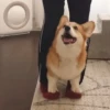 Animado para o seu chat 1 7