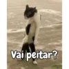 Gatos fofos e engraçados ❤️ 12