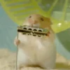 Hamsters animados 11