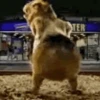 Hamsters animados 15