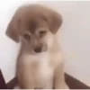 Animales Cute 2 🦝🐶✨ 13