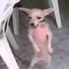 Bebês 15