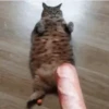 🐱 Gatitos Random Mov 🐾 5