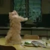 Gatinhos expressivos 😹 11