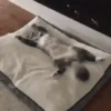 🐱 Gatitos Random Mov 🐾 16