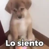 💃🏻Animaditos 3🕺🏻 13