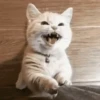 GATINHOS FOFOS V2 ❤️ 10