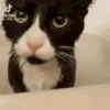 🐱 Gatitos Random Mov 🐾 15