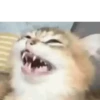 Gatos fofos e engraçados ❤️ 5