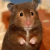 Ratitas🐭 9
