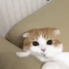 Animadinhas da semana 8