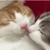 🐱 Gatitos Random Mov 🐾 18