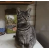 Gatos cura depresión🐱Animados▶️ 7