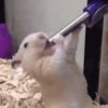 Hamsters animados 13