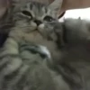 Kucing kucing 19