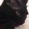 🐱 Gatitos Random Mov 🐾 6