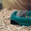 Hamsters animados 7
