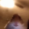 Hamsters animados 5