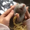 Ratitas🐭 5