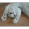 Gatos cura depresión🐱Animados▶️ 6