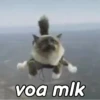 Gatinhos expressivos 😹 12
