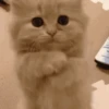 GATINHOS FOFOS V2 ❤️ 11