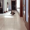 Animales Cute 2 🦝🐶✨ 8