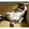 Gatos cura depresión🐱Animados▶️ 15