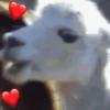 Animaizinhos 14