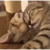 Gatos fofos e engraçados ❤️ 11