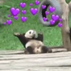 Animaizinhos 9