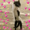 Animaizinhos 11