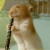 Hamsters animados 12