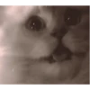 Gatos cura depresión🐱Animados▶️ 9